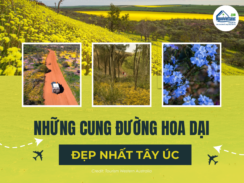 Khám phá những cung đường hoa dại đẹp nhất Tây Úc